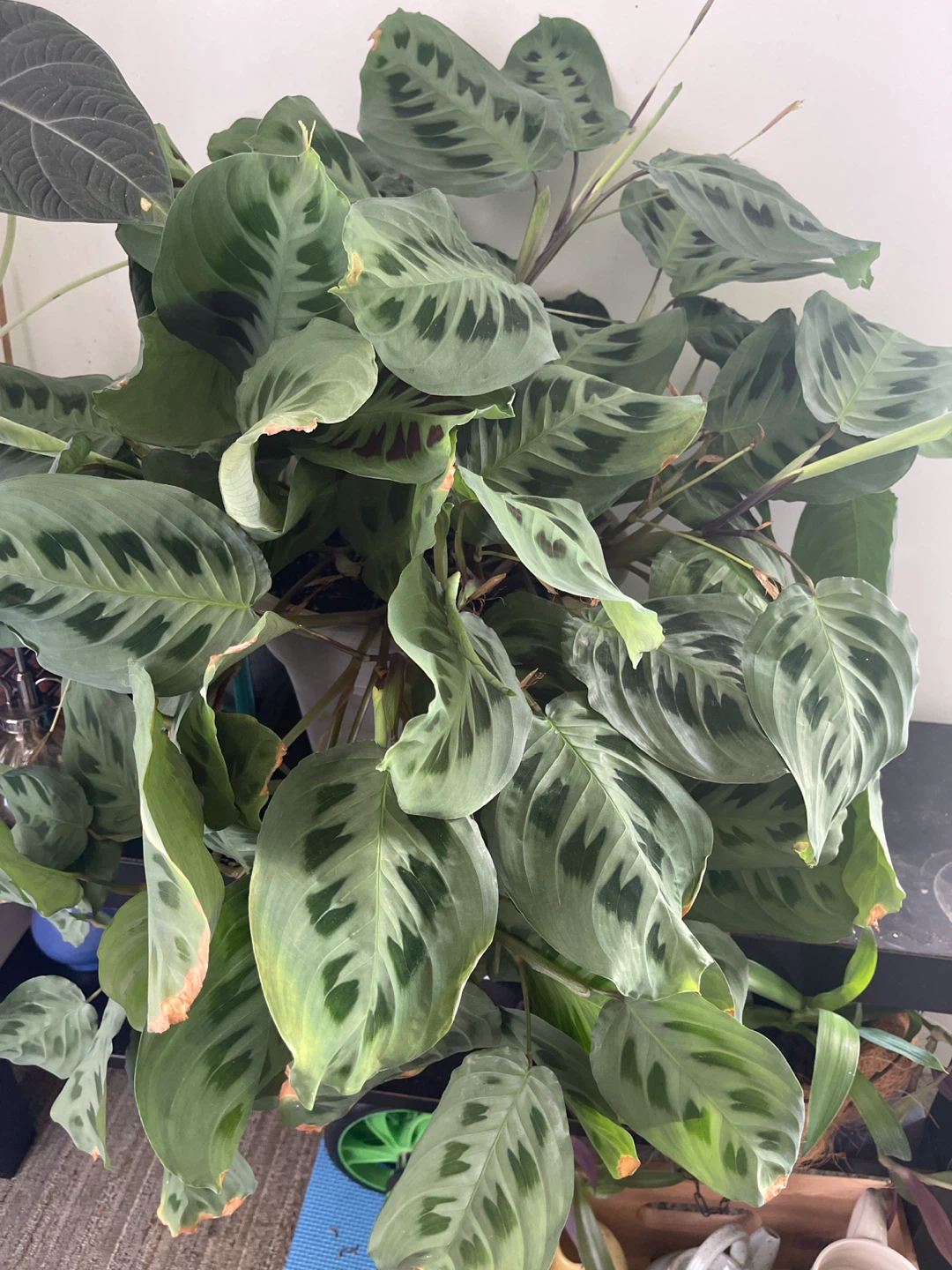 Prayer Plant