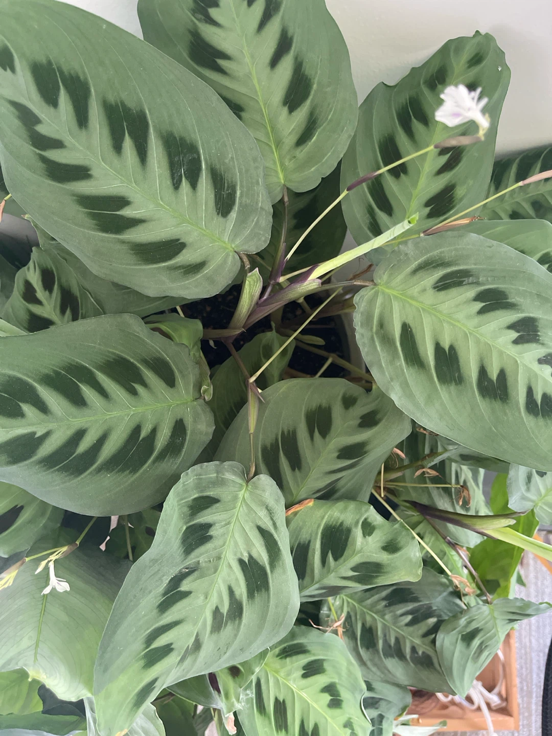 Prayer Plant - photo 2