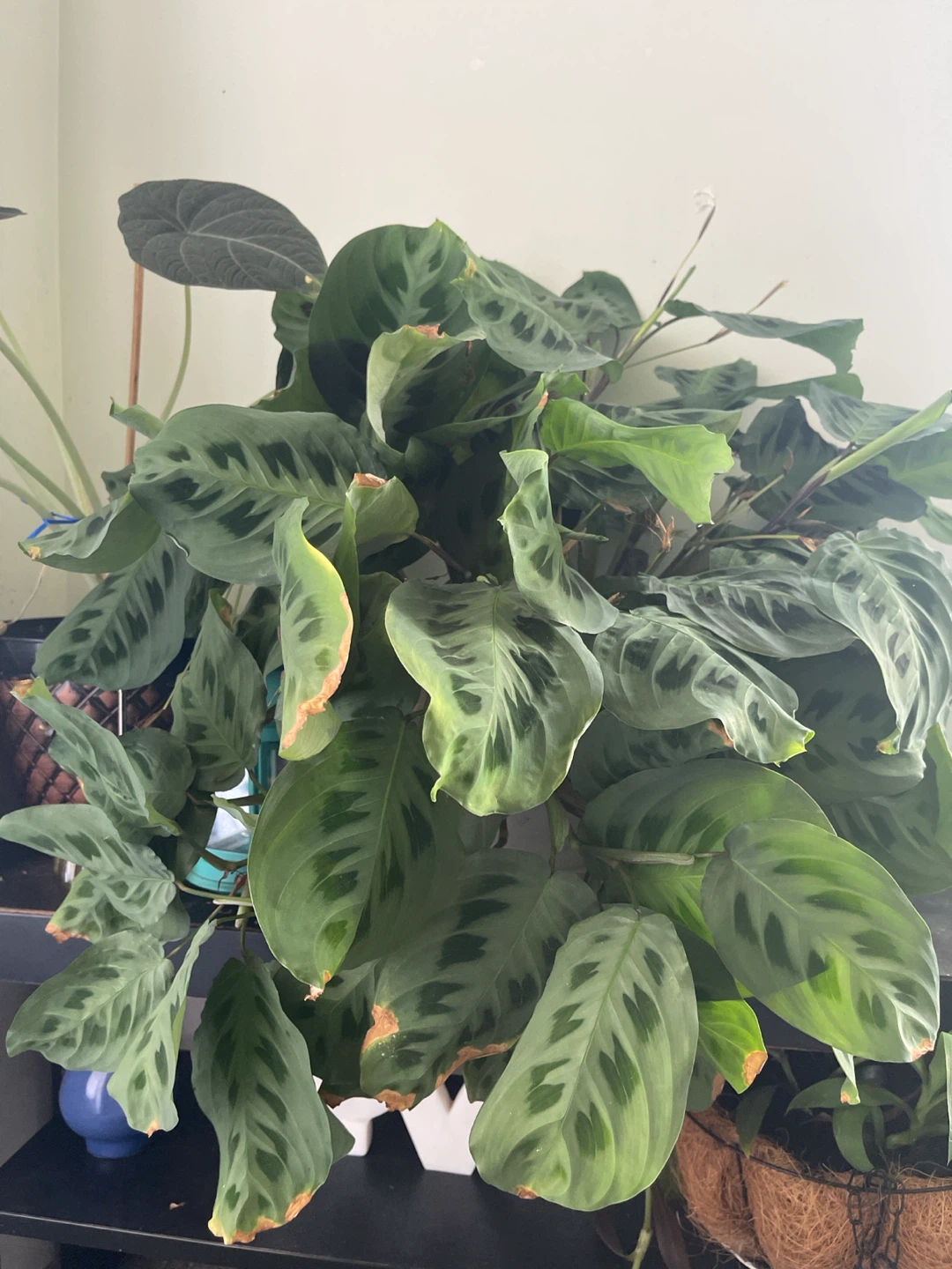 Prayer Plant - photo 3