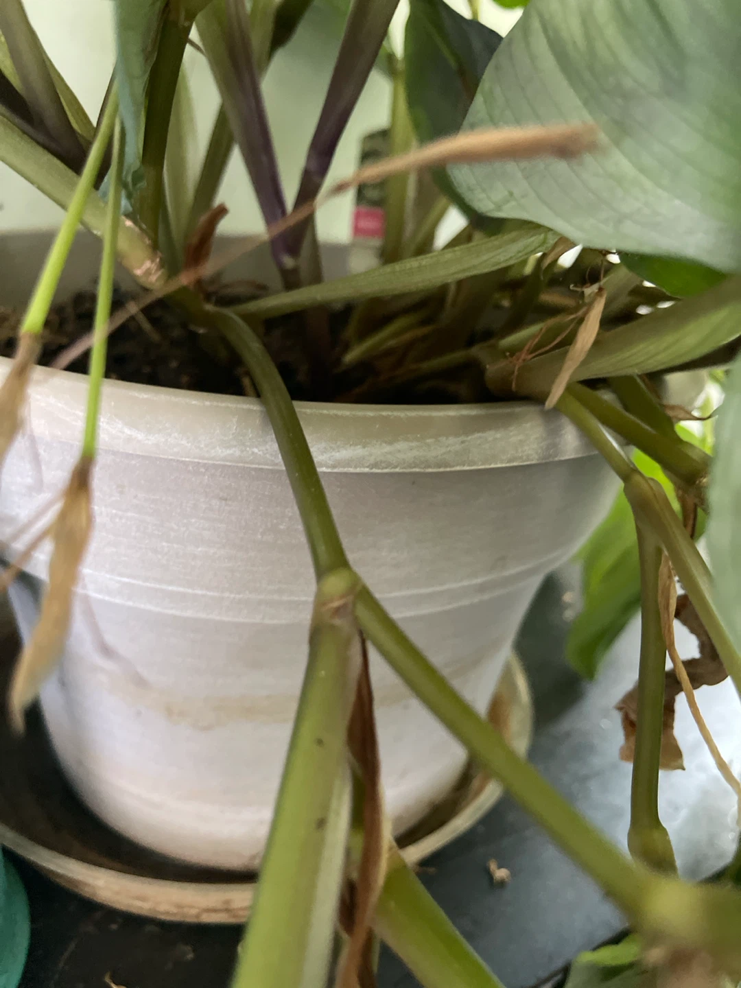 Prayer Plant - photo 4