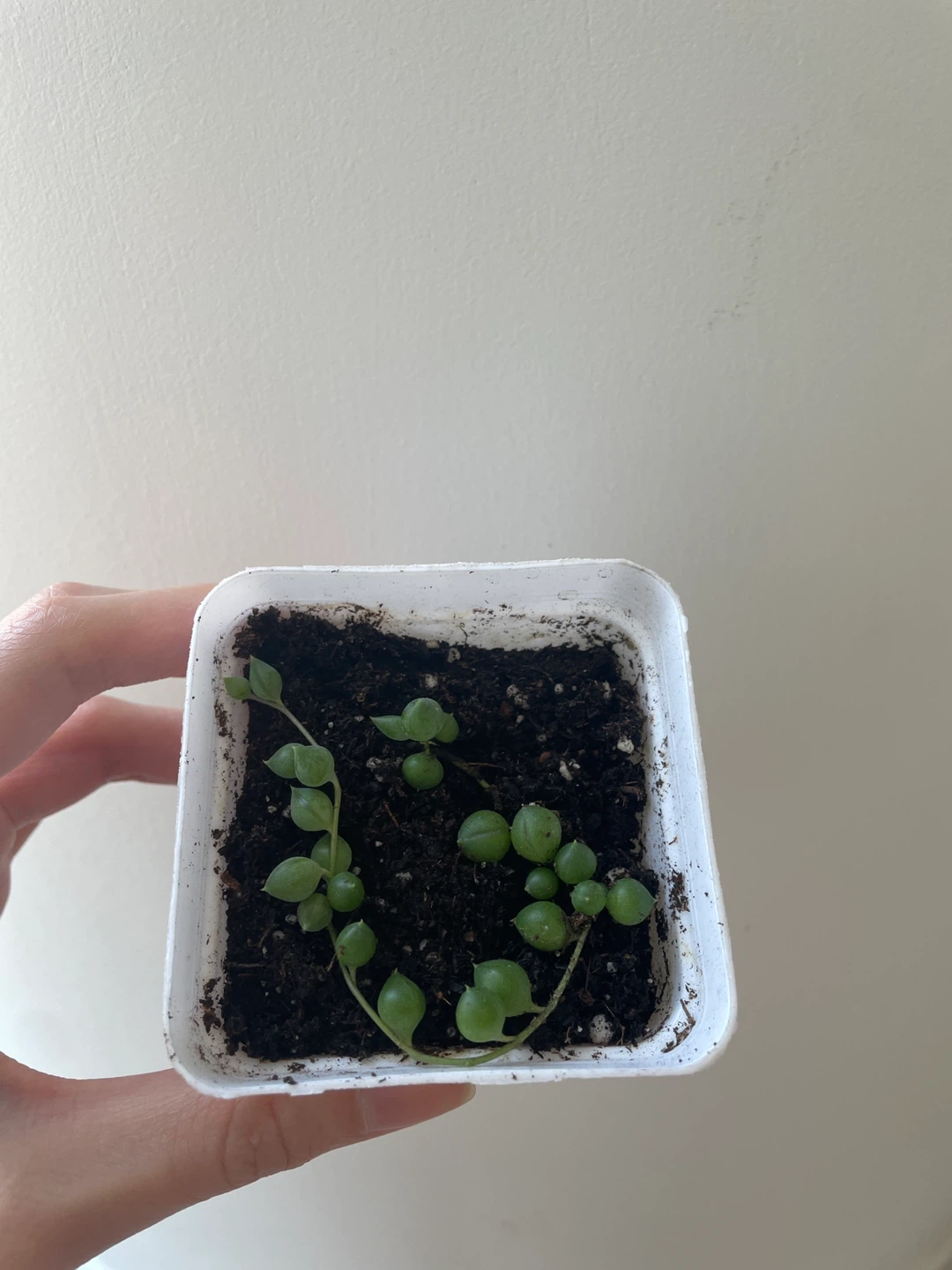 String of Pearls Succulent Cutting - photo 3