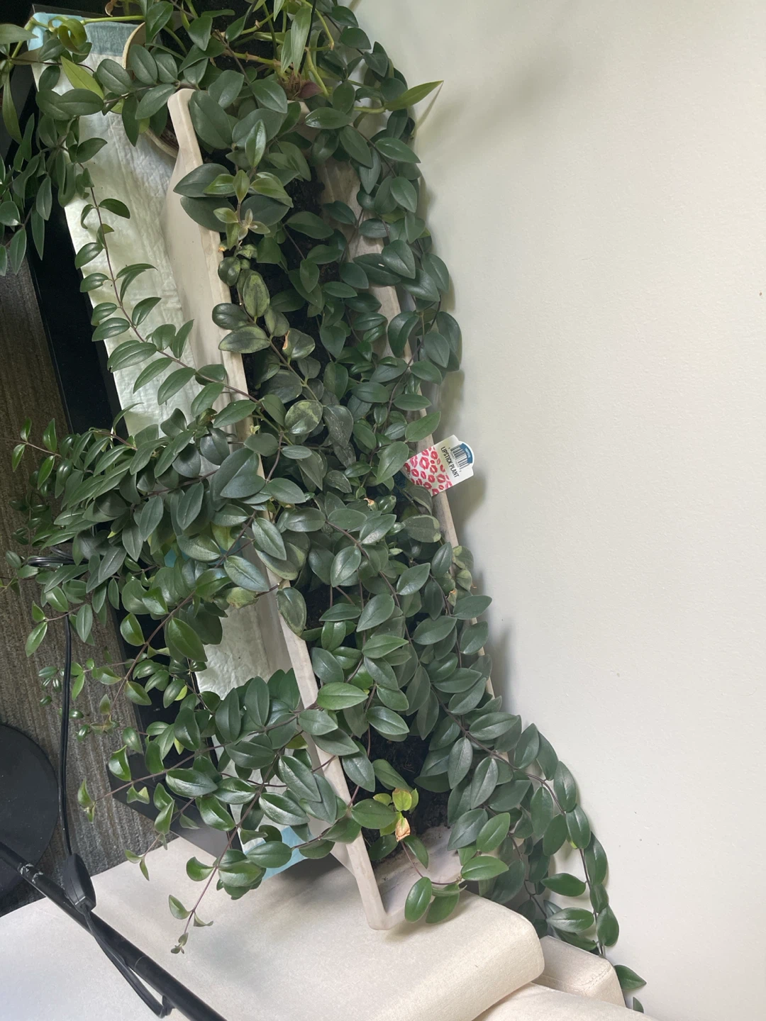 Hoya Lipstic Pink Plant