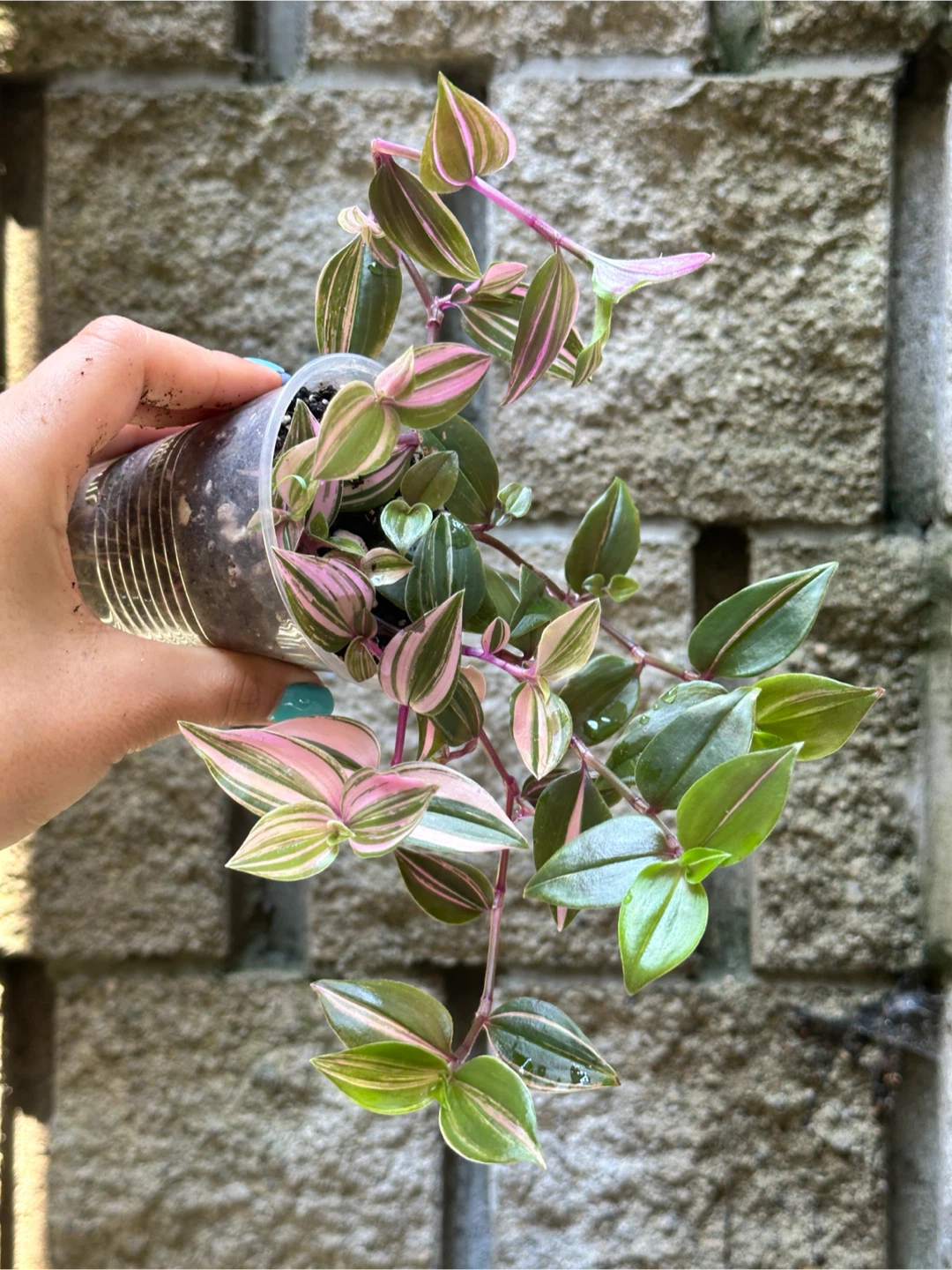 Tradescantia Fluminensis Tricolor Plant