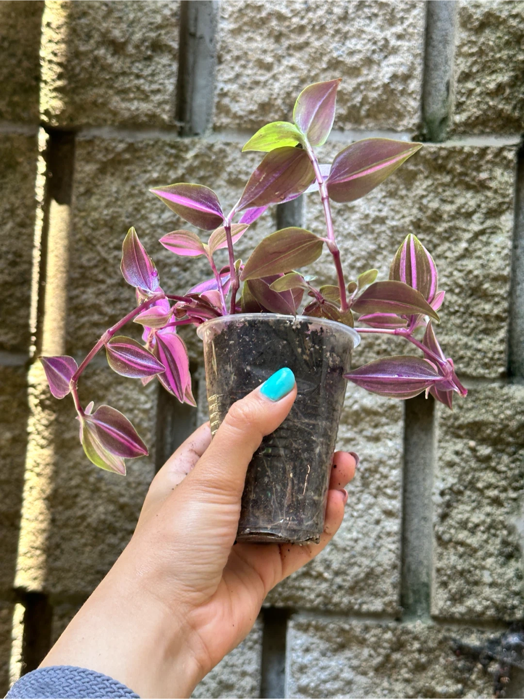 Tradescantia Fluminensis Tricolor Plant - photo 2