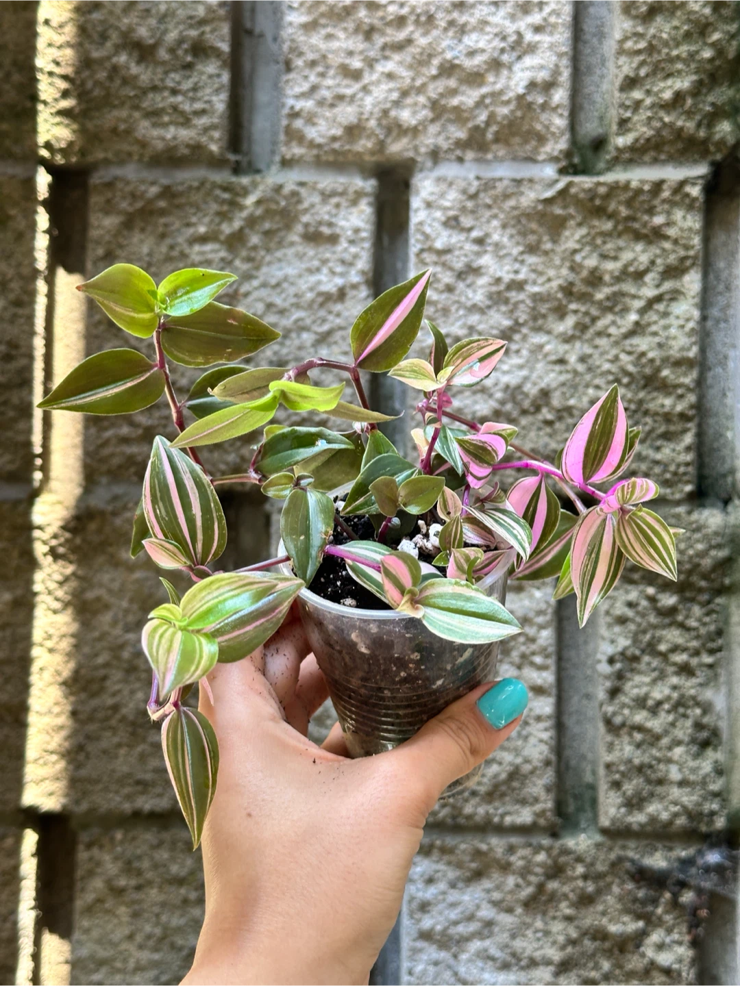 Tradescantia Fluminensis Tricolor Plant - photo 3