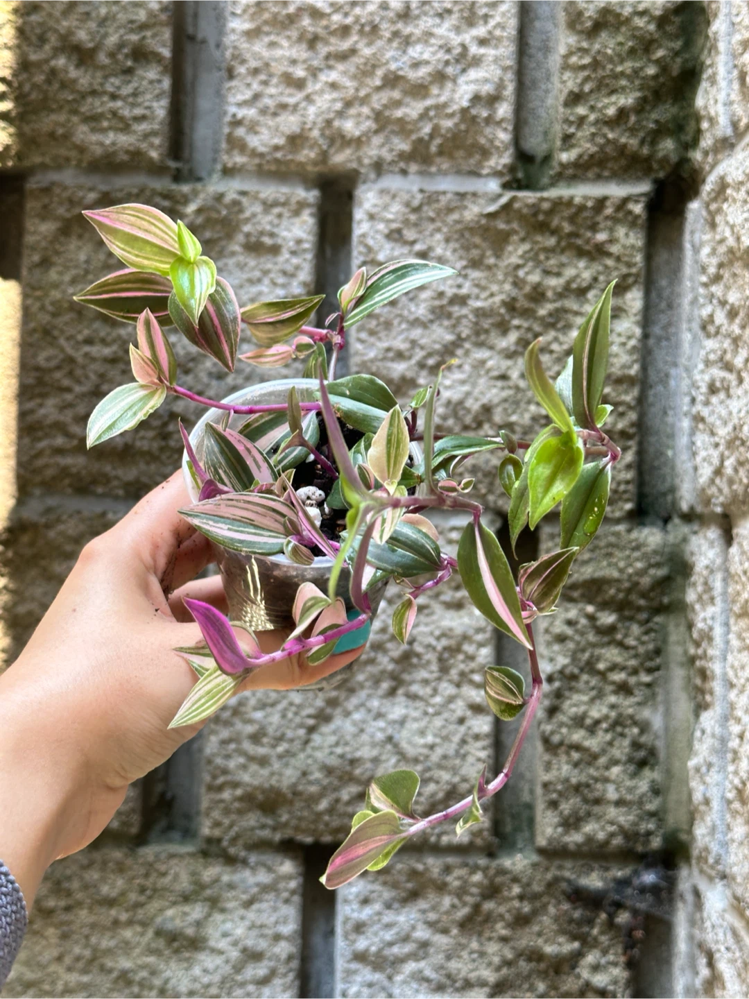 Tradescantia Fluminensis Tricolor Plant - photo 4