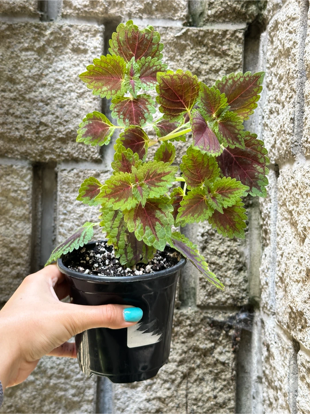 Coleus Plant