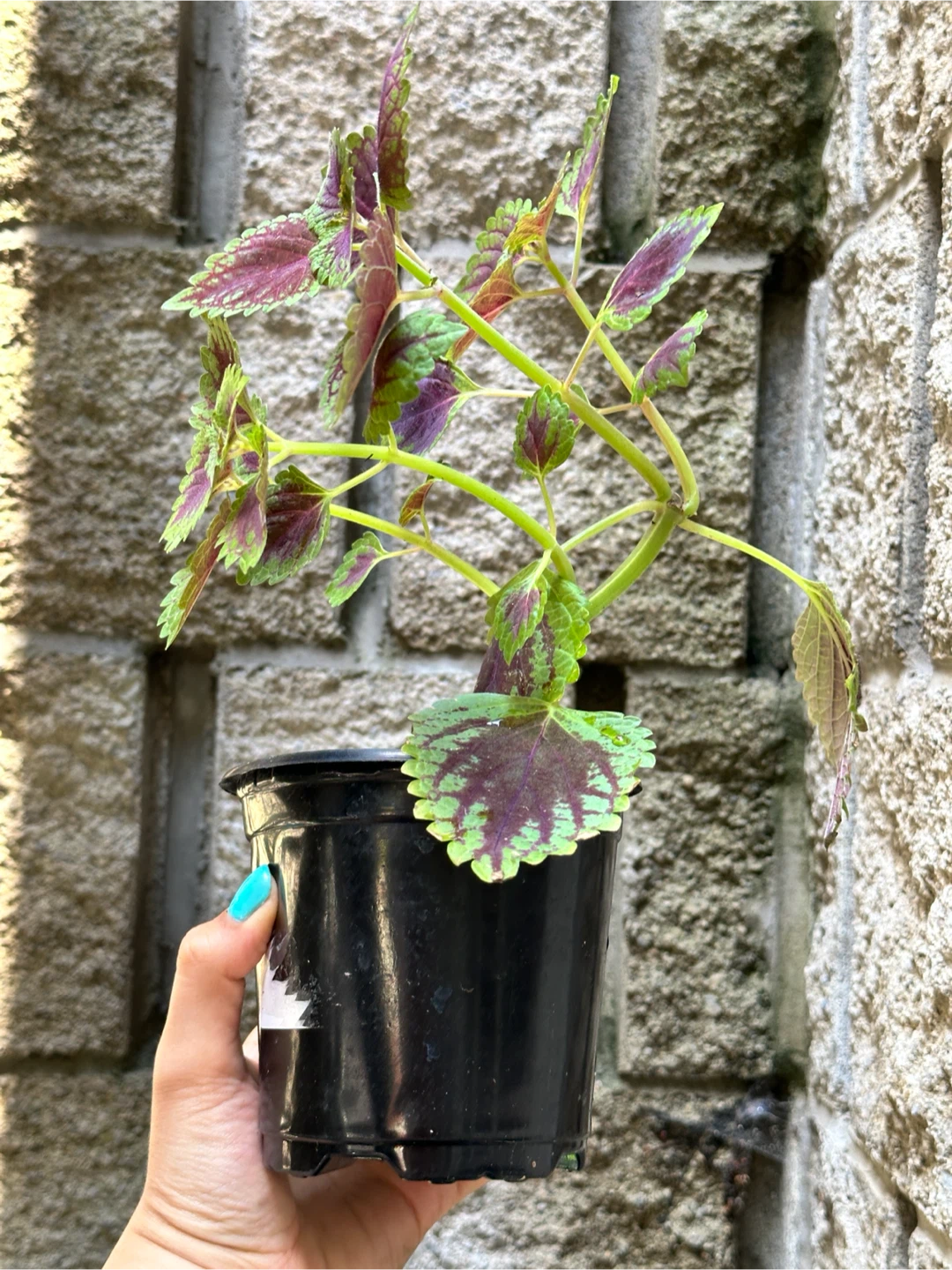 Coleus Plant - photo 2