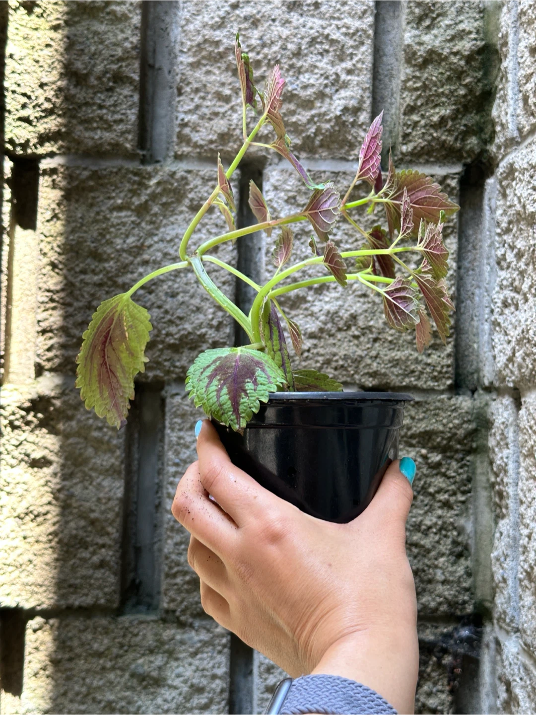 Coleus Plant - photo 3