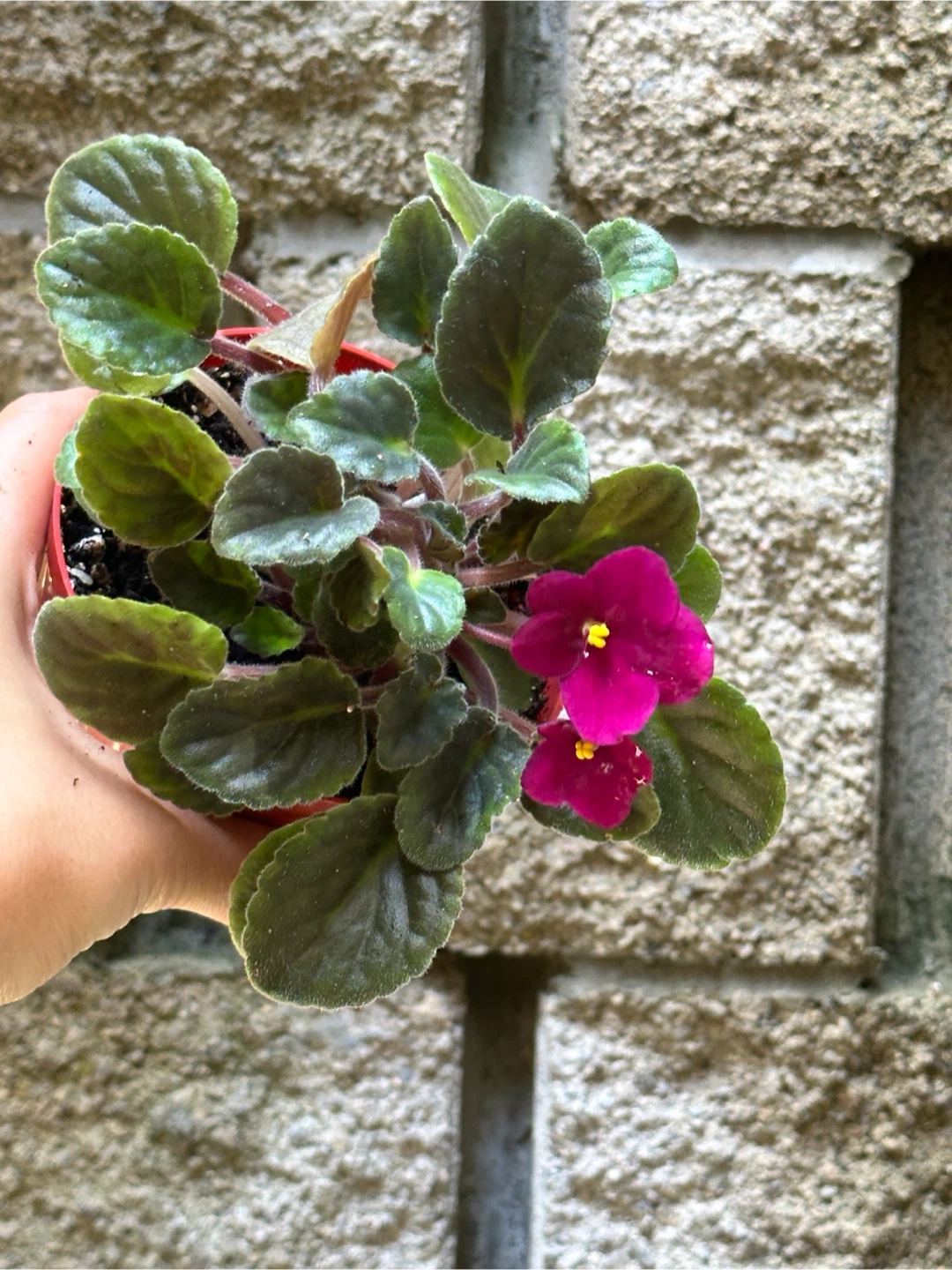 African Violet Plant