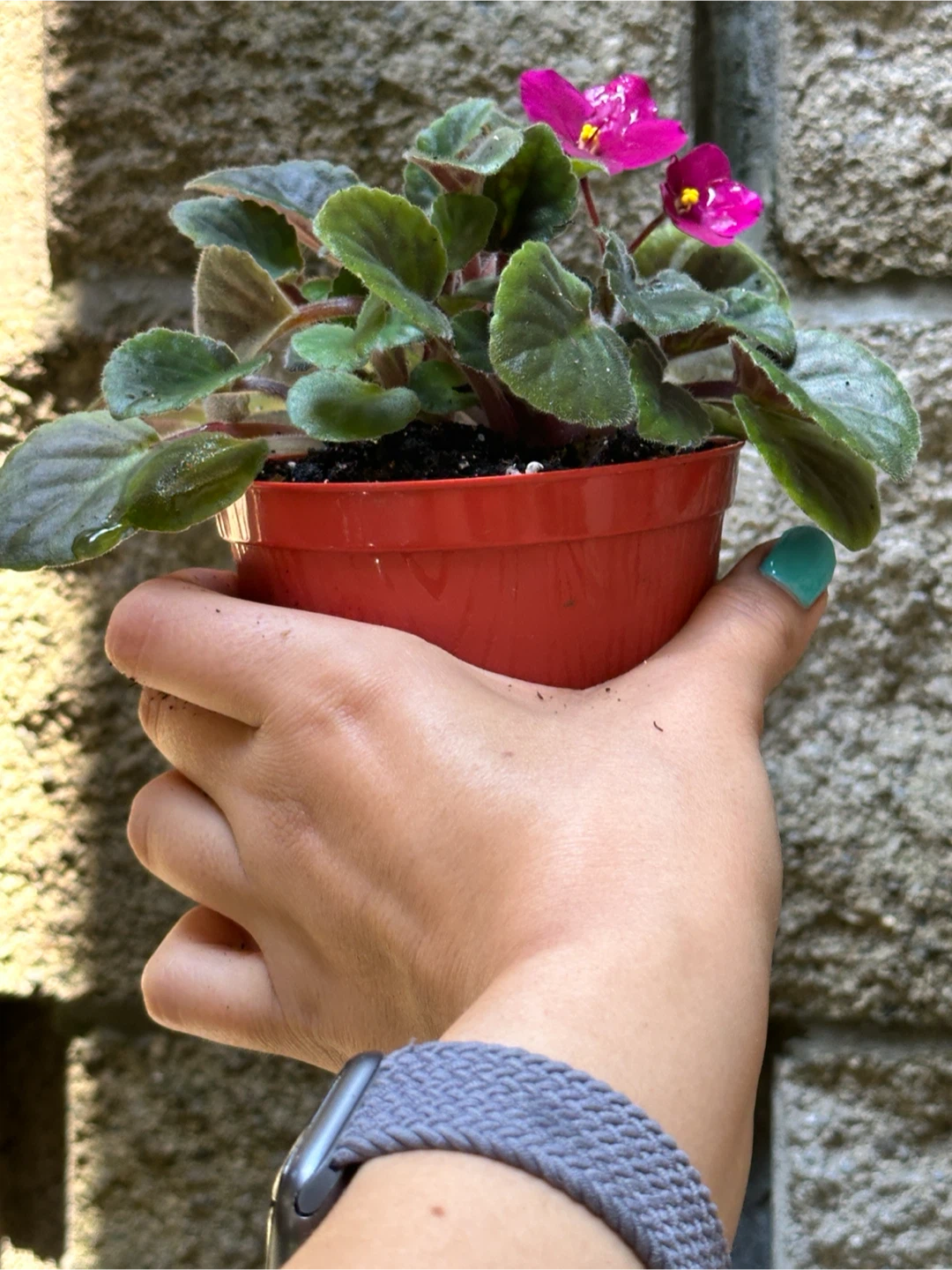 African Violet Plant - photo 2