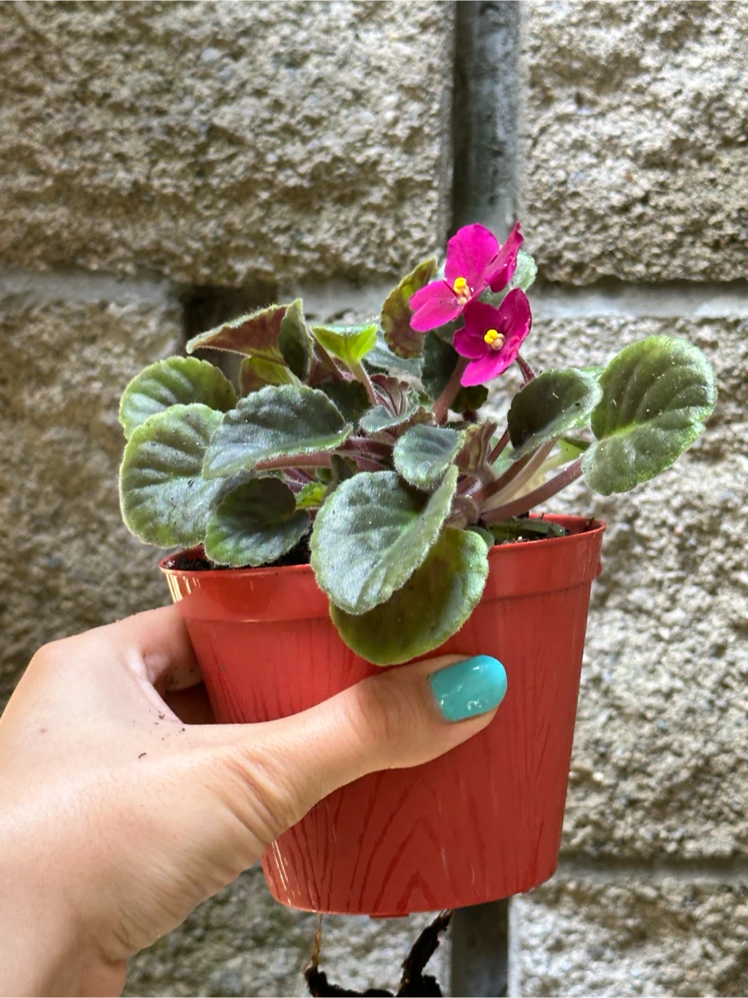 African Violet Plant - photo 3