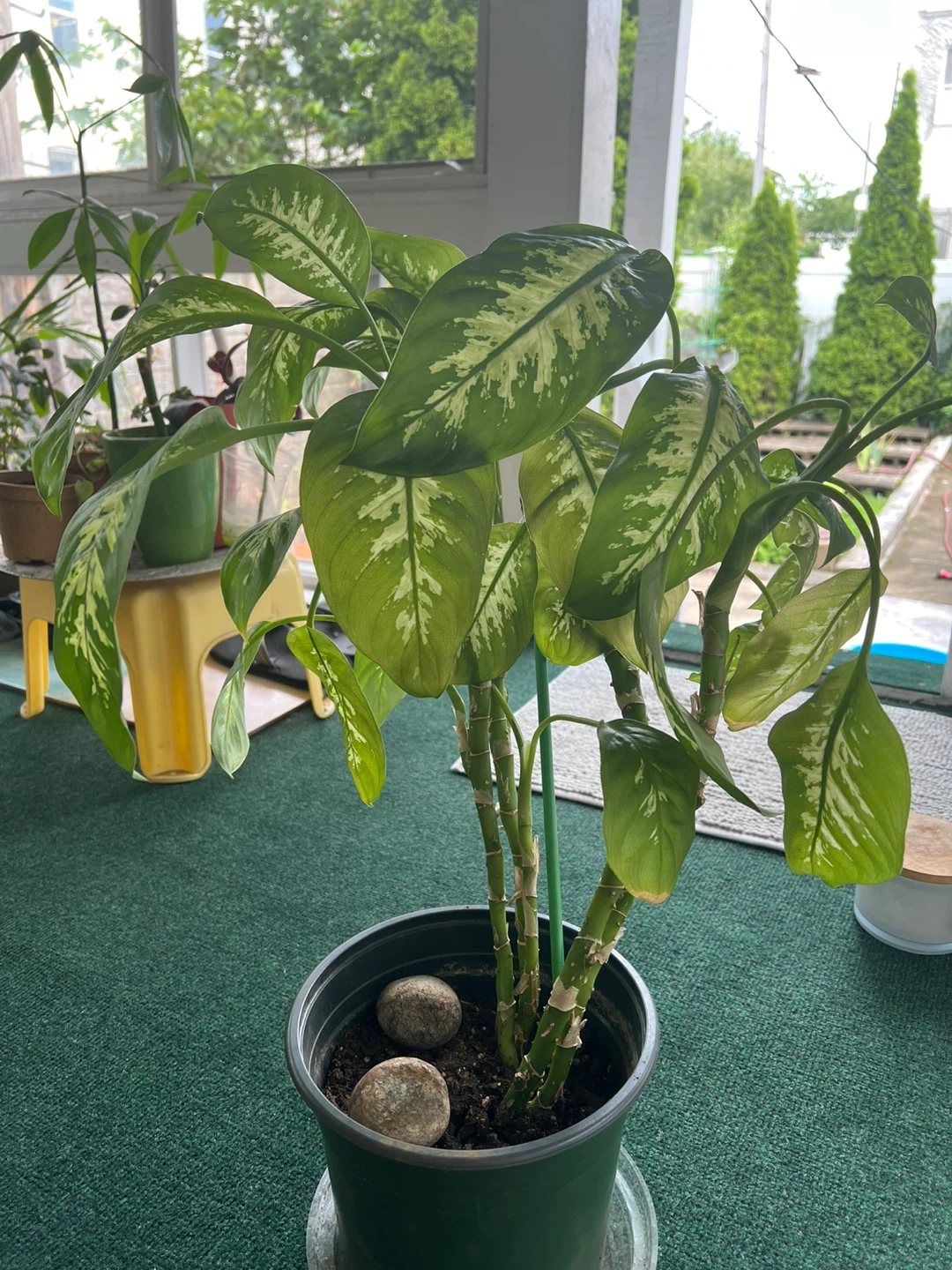 25” height healthy thriving Dieffenbachia House Plant in 8” pot