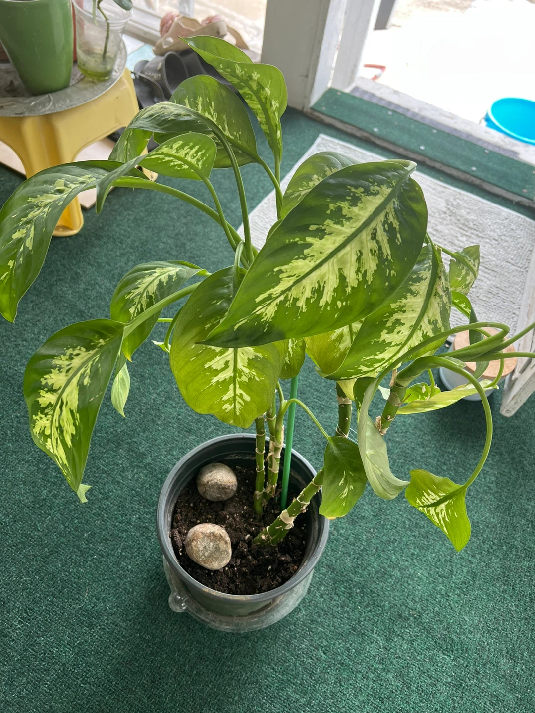 25” height healthy thriving Dieffenbachia House Plant in 8” pot - photo 2