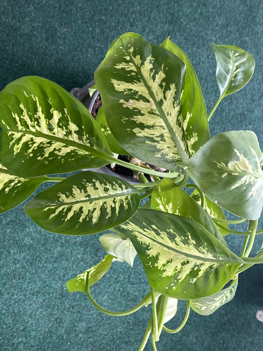 25” height healthy thriving Dieffenbachia House Plant in 8” pot - photo 3