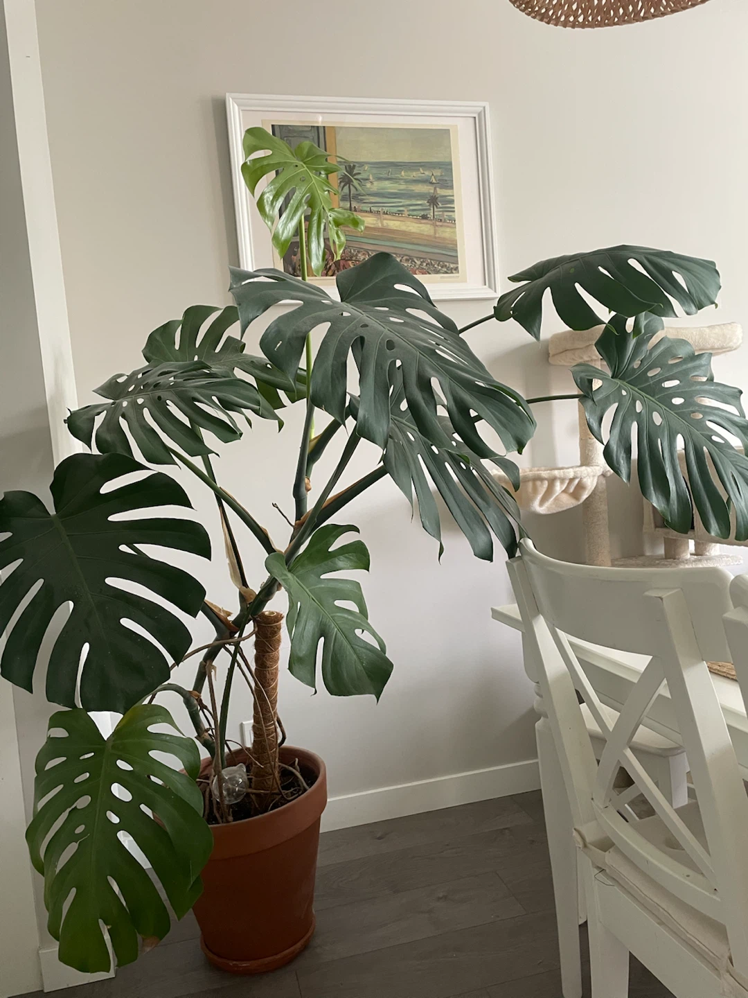 Large Monstera Plant