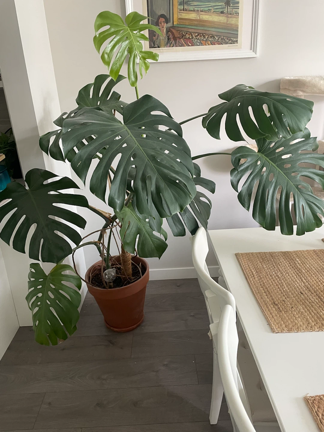 Large Monstera Plant - photo 2