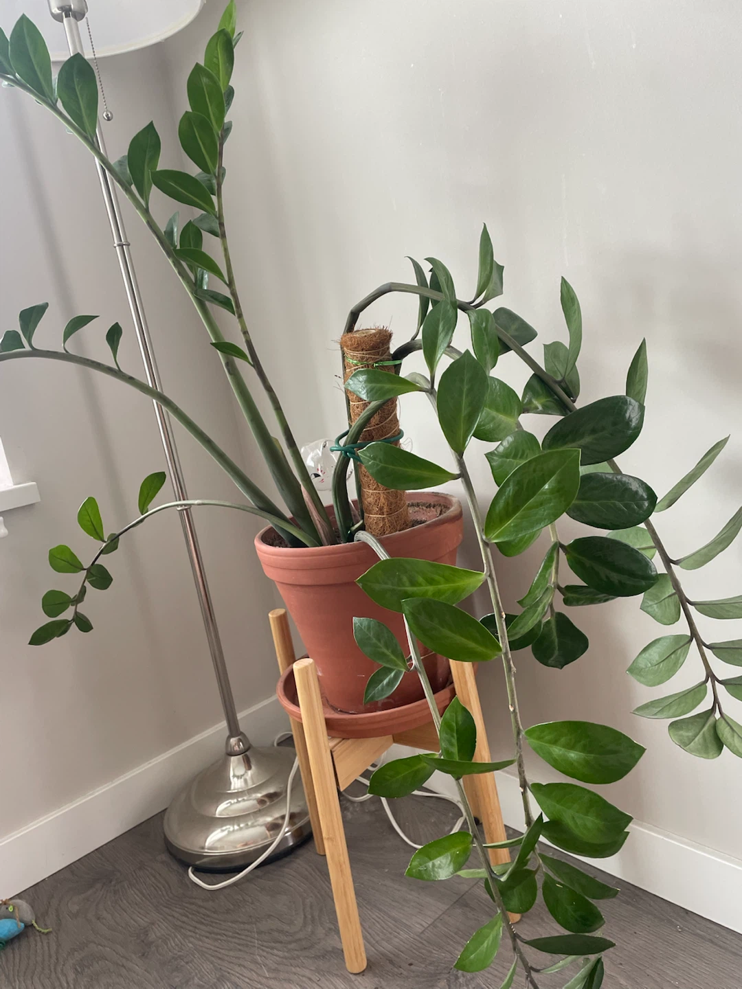 ZZ Plant in Terra Cotta Pot with Wooden Stand