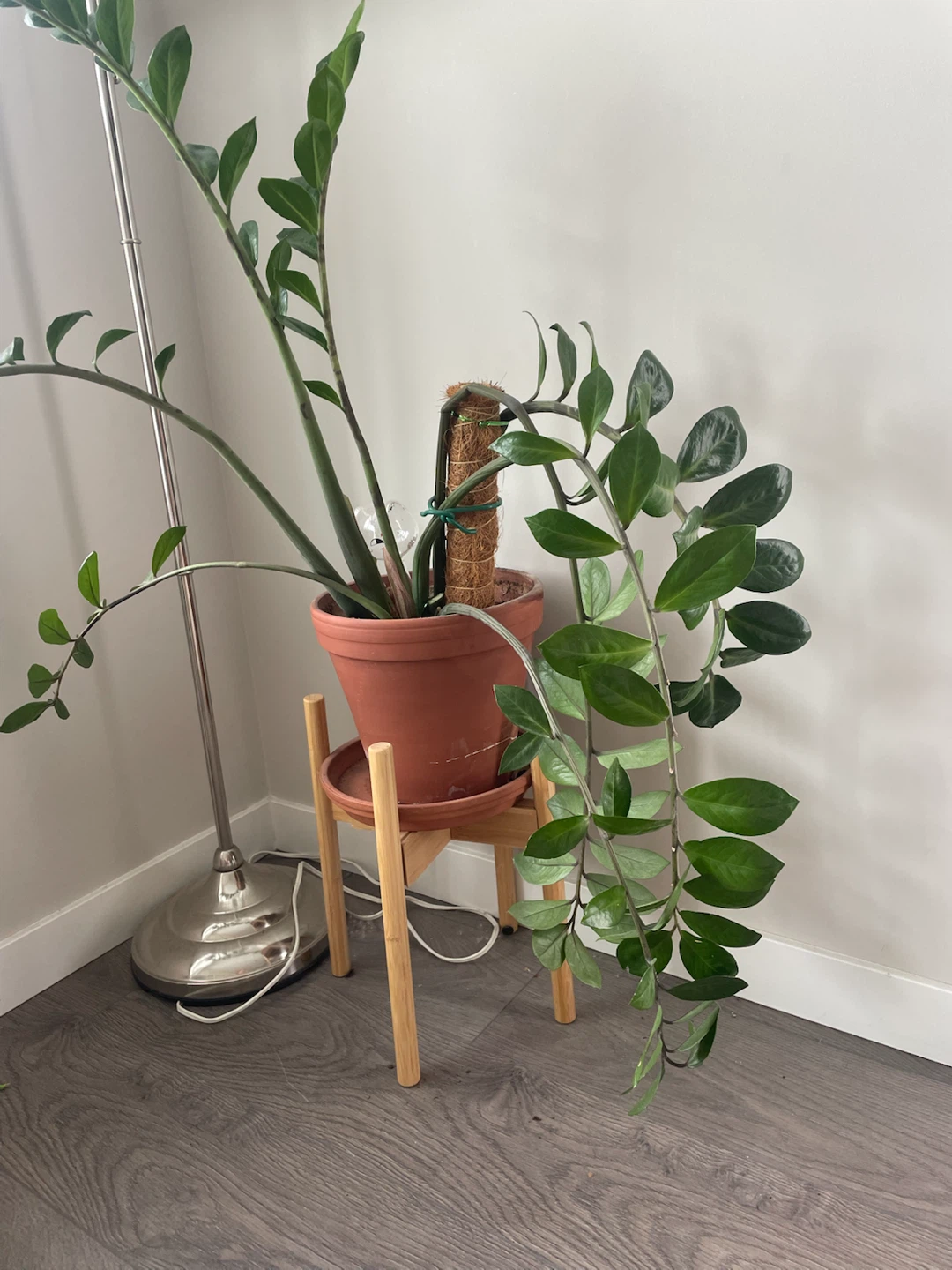 ZZ Plant in Terra Cotta Pot with Wooden Stand - photo 2
