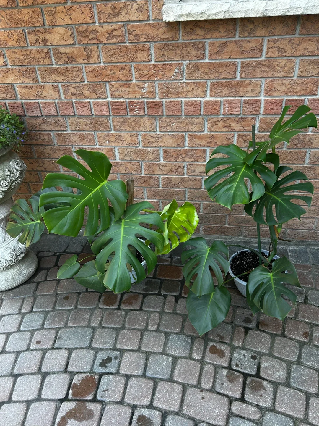 Healthy Monstera Plant