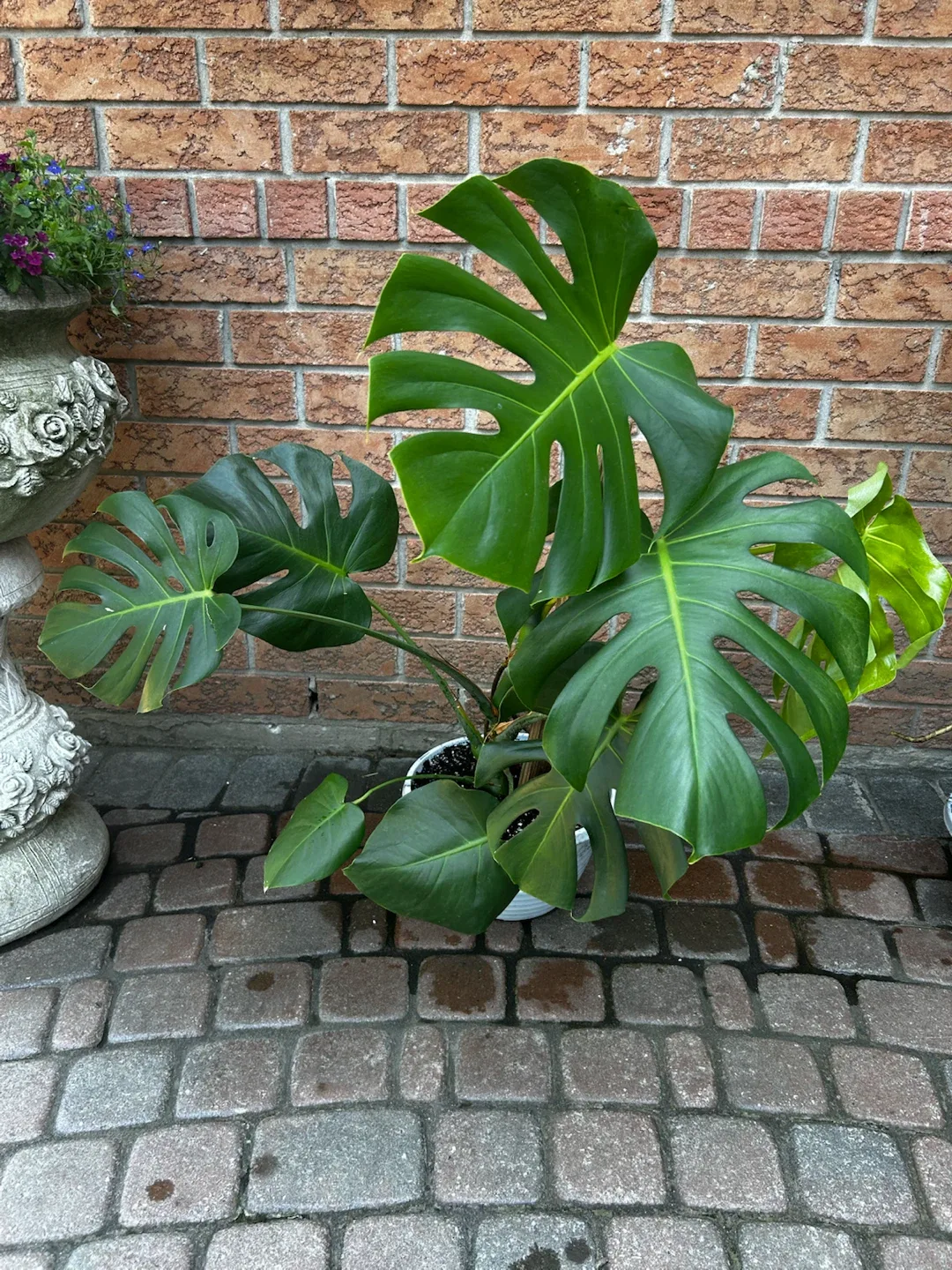 Healthy Monstera Plant - photo 2