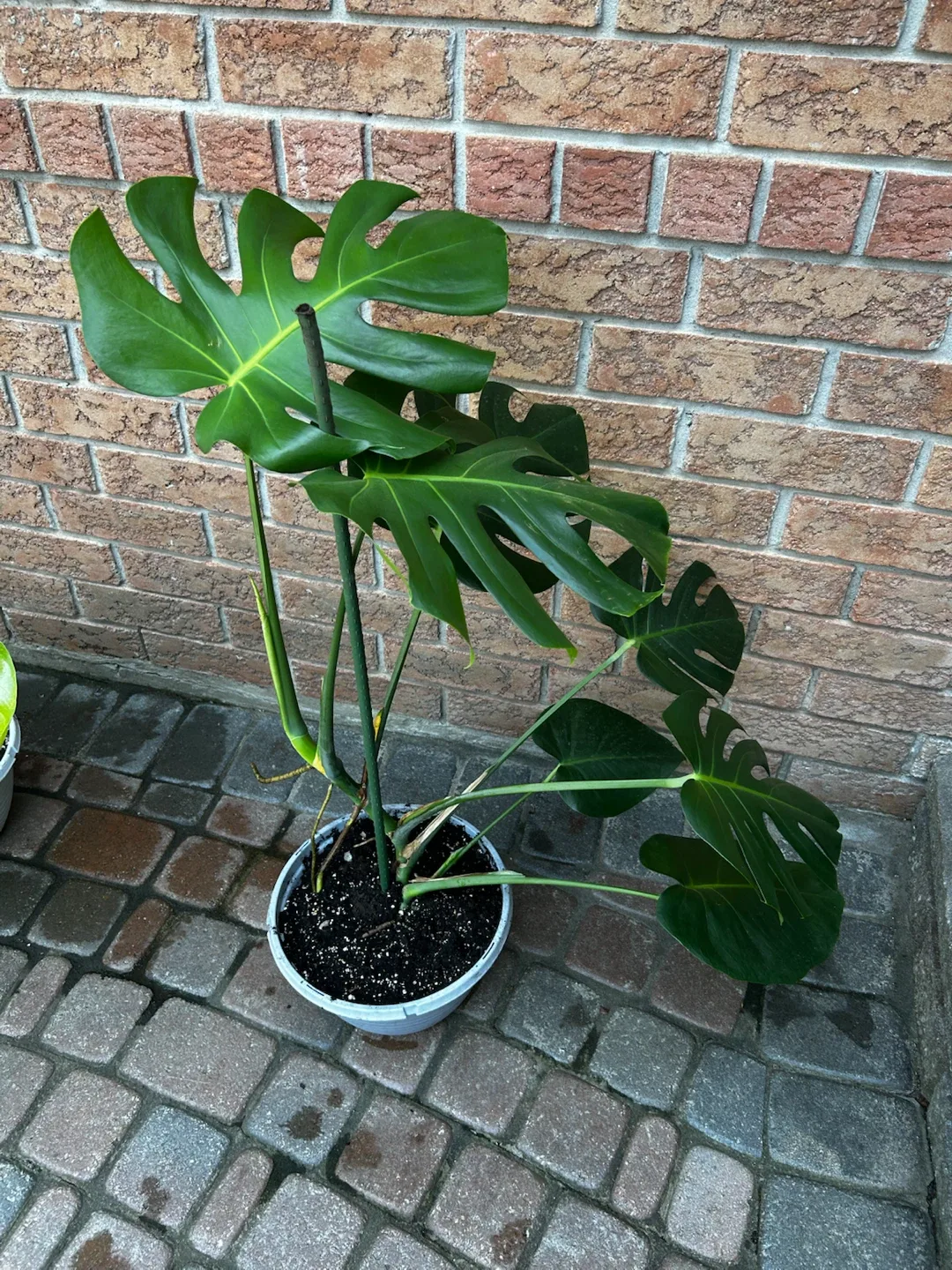 Healthy Monstera Plant - photo 3