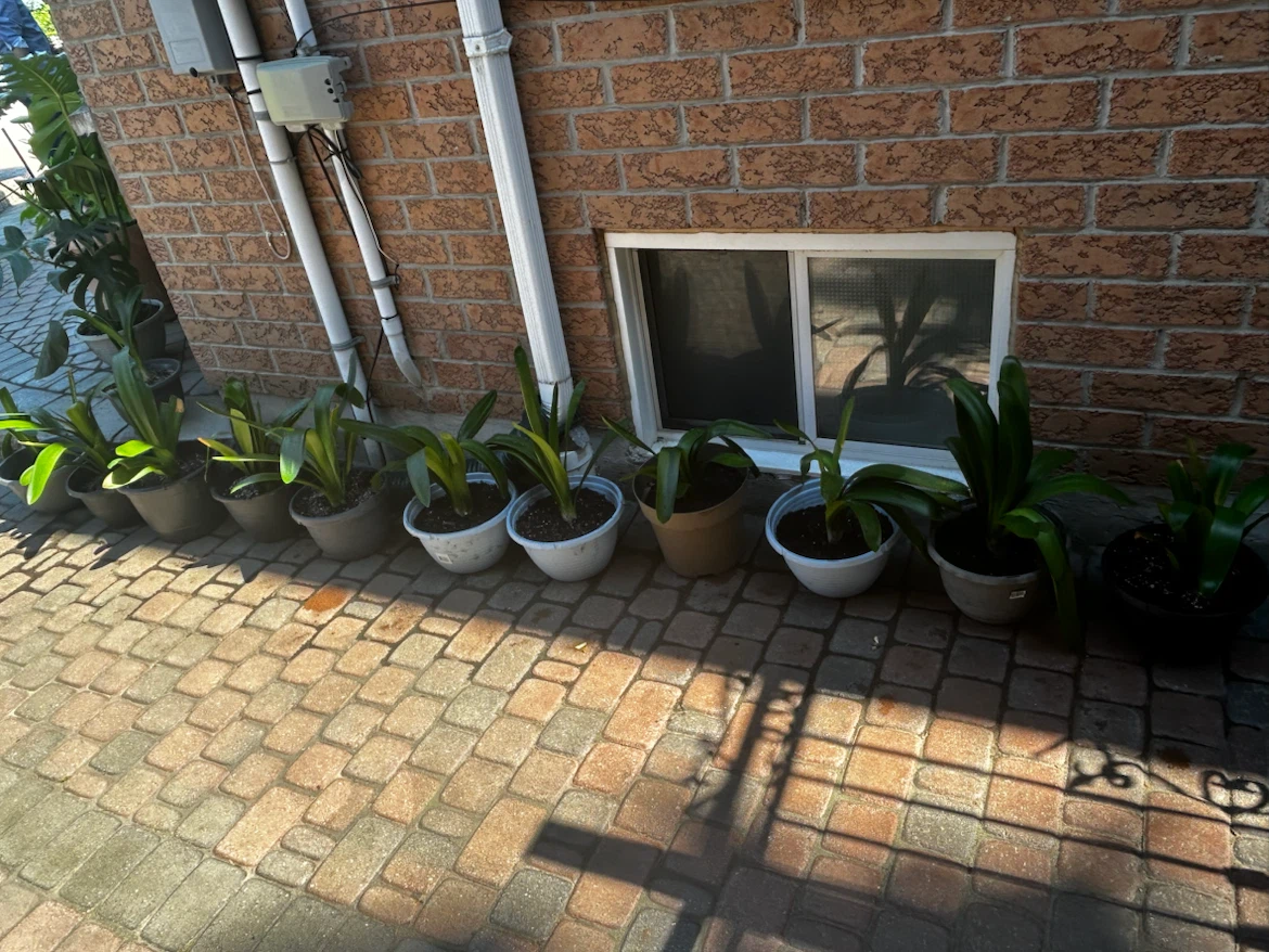 Clivia Plants
