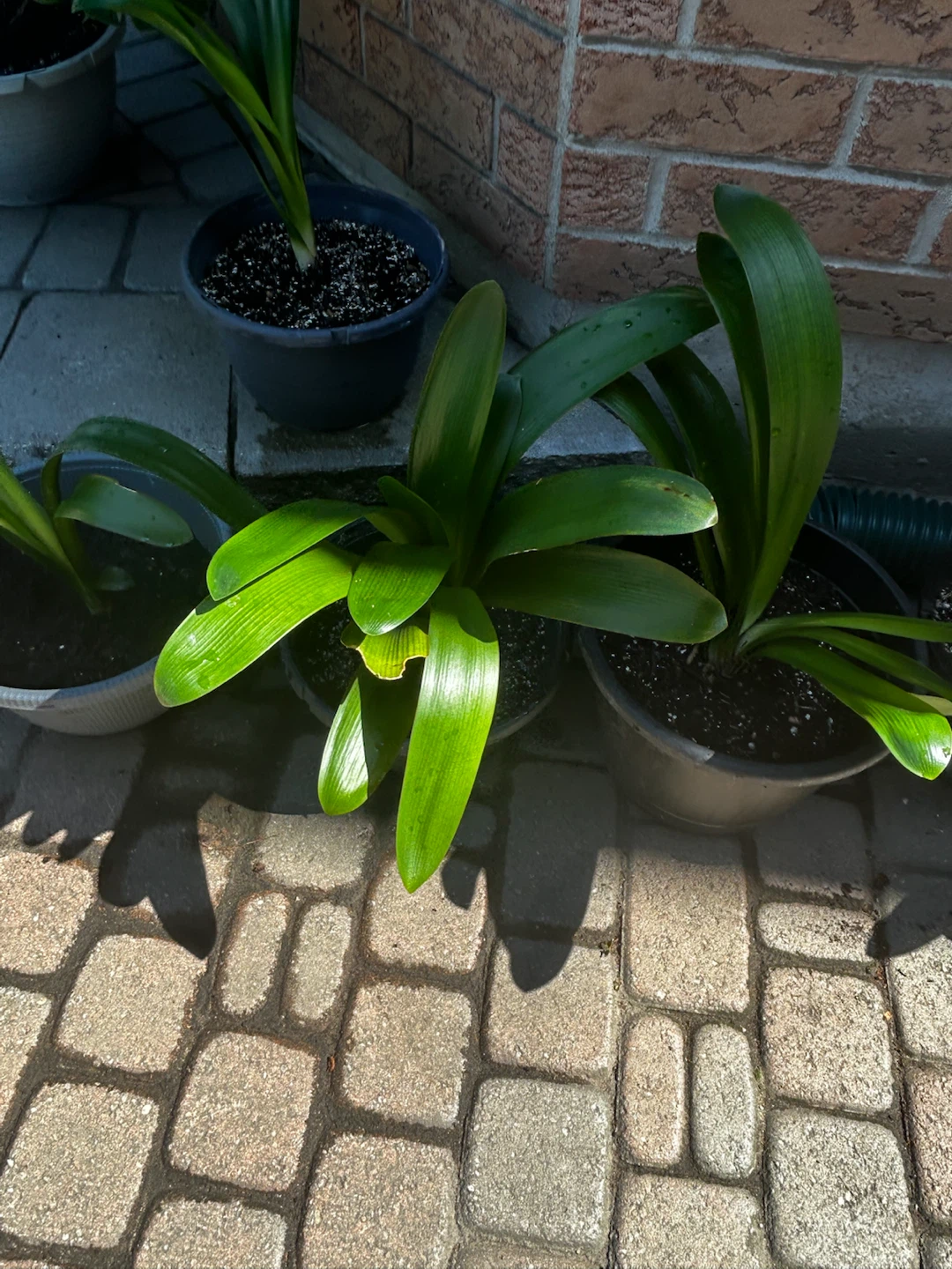 Clivia Plants - photo 2