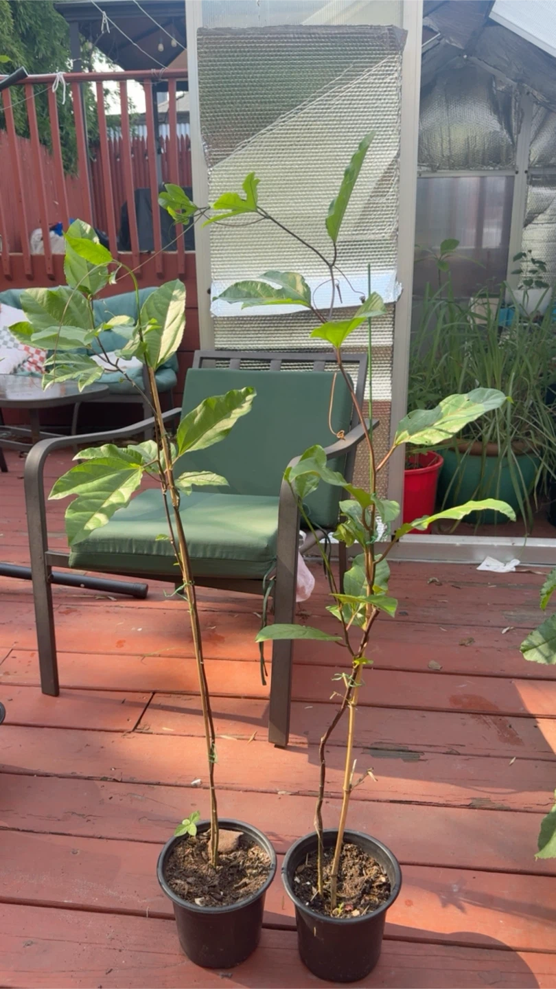 Passion Fruit Plant Starter