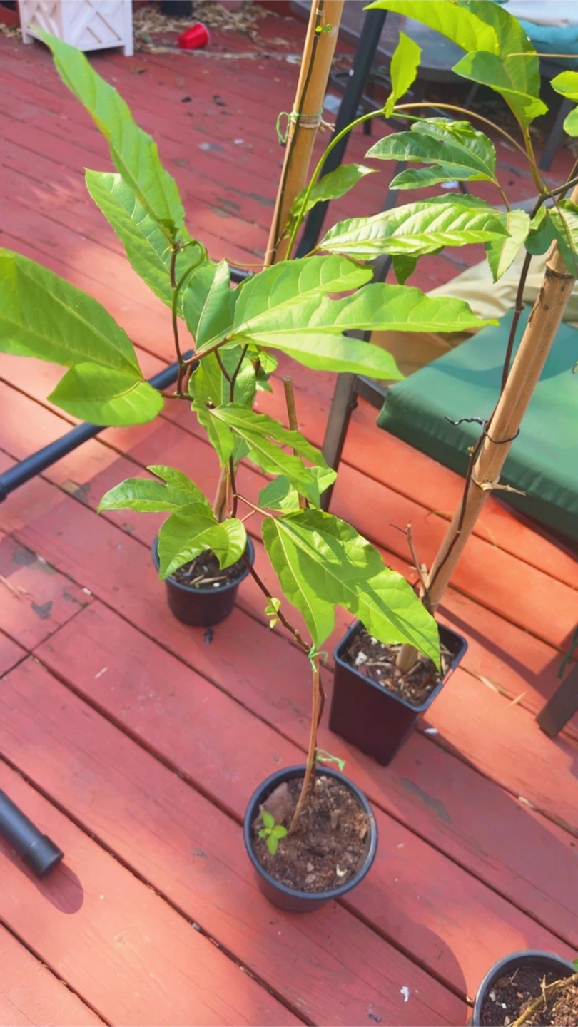 Passion Fruit Plant Starter - photo 2