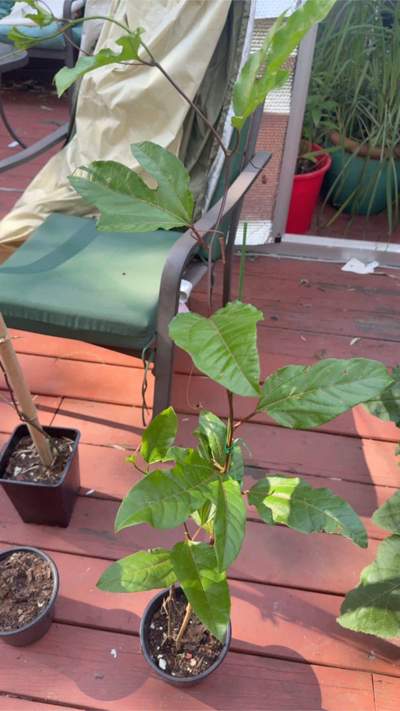 Passion Fruit Plant Starter - photo 3