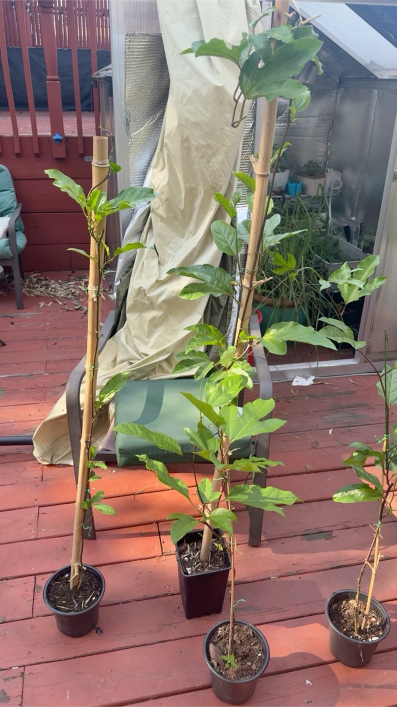 Passion Fruit Plant Starter - photo 4