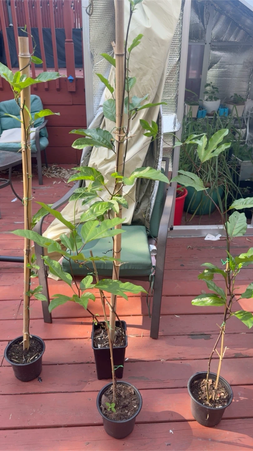 Passion Fruit Plant Starter - photo 5