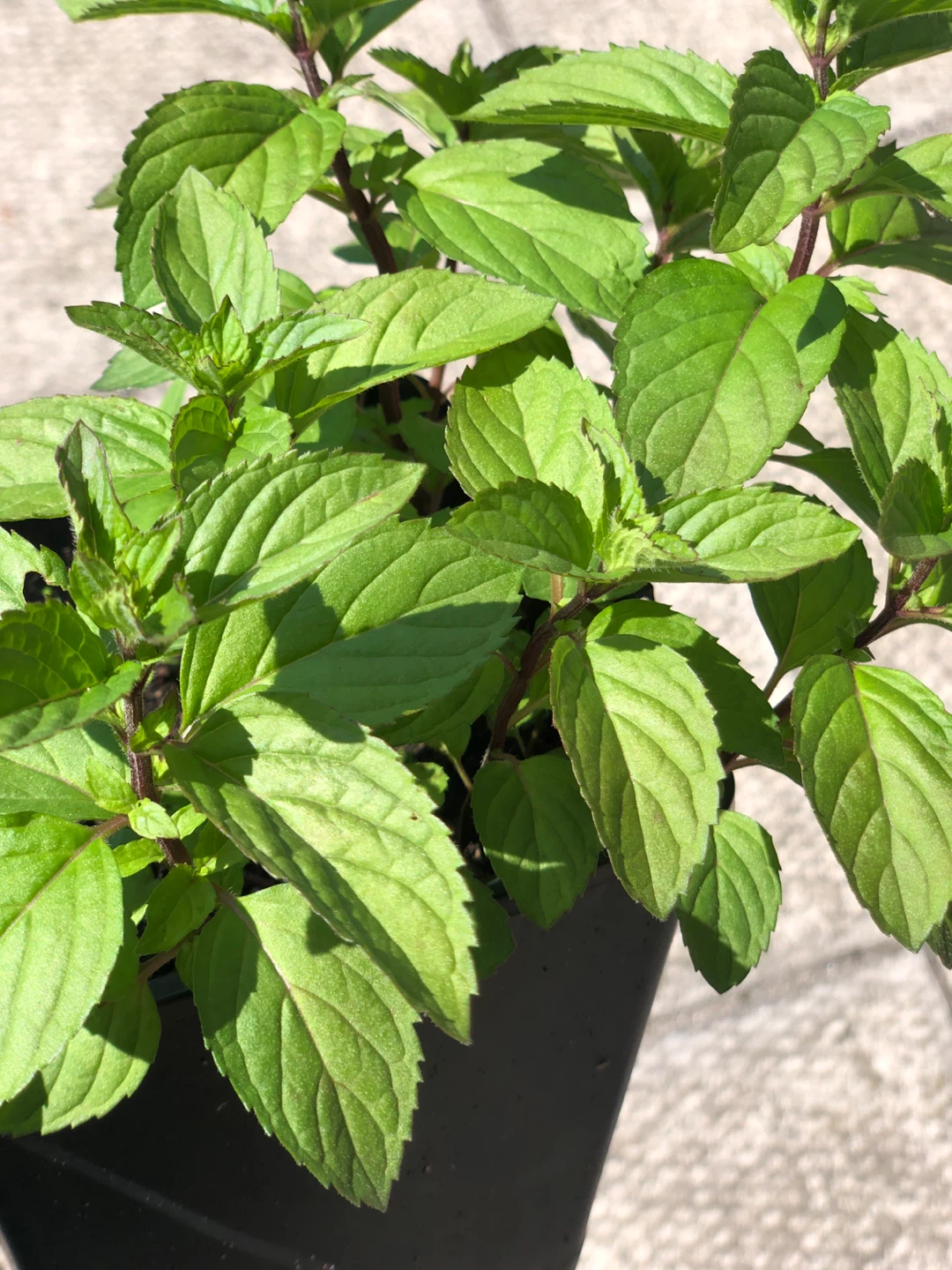 Big potted mint plants