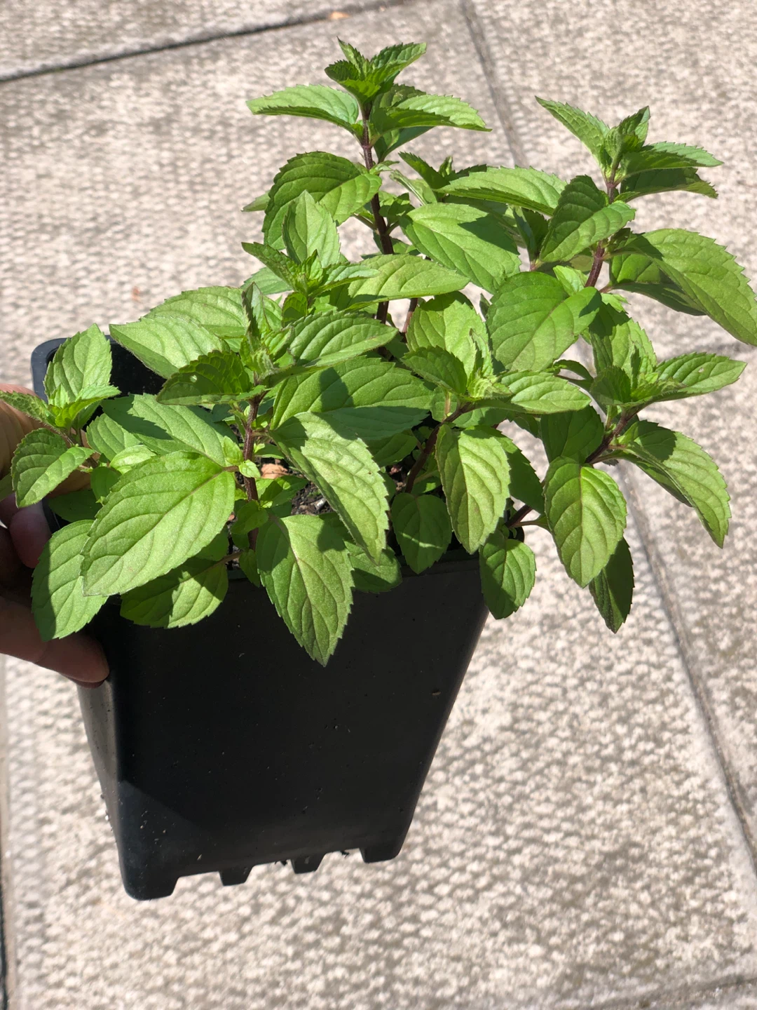 Big potted mint plants - photo 2