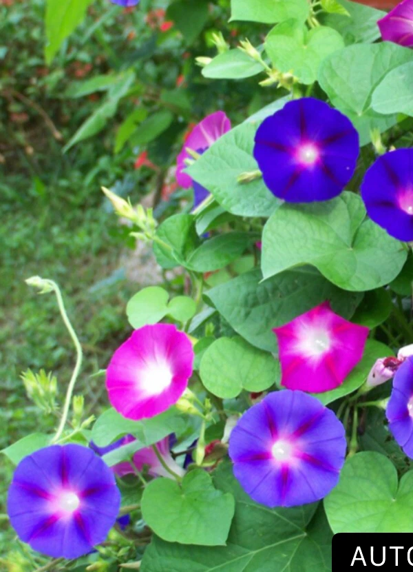 Free plants for seniors.