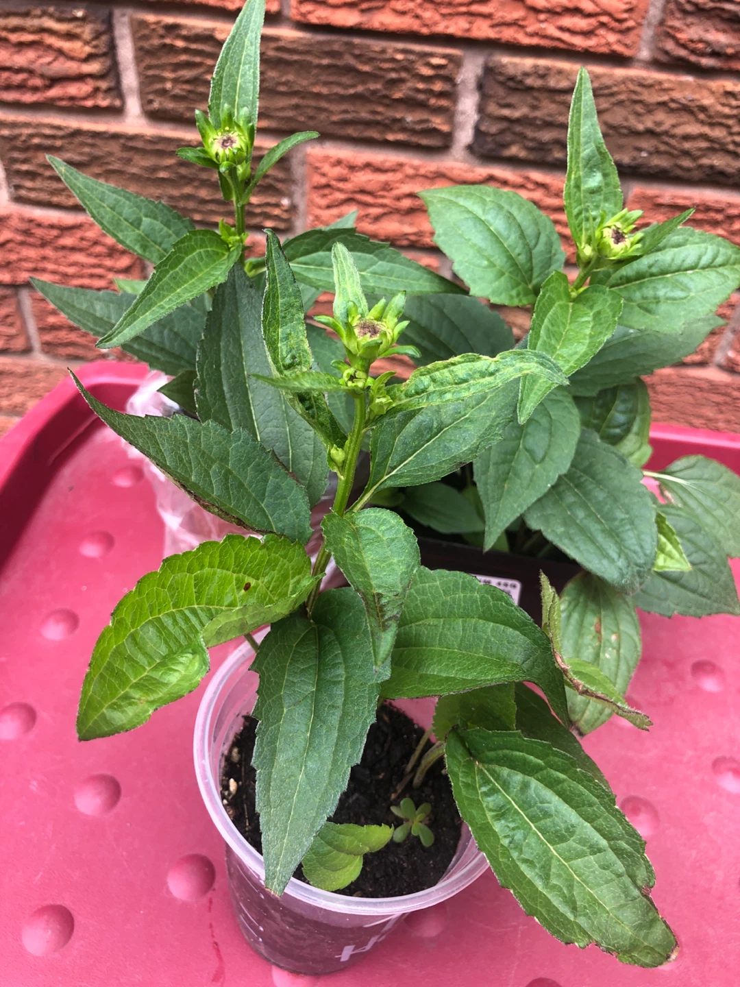 Free plants for seniors. - photo 3