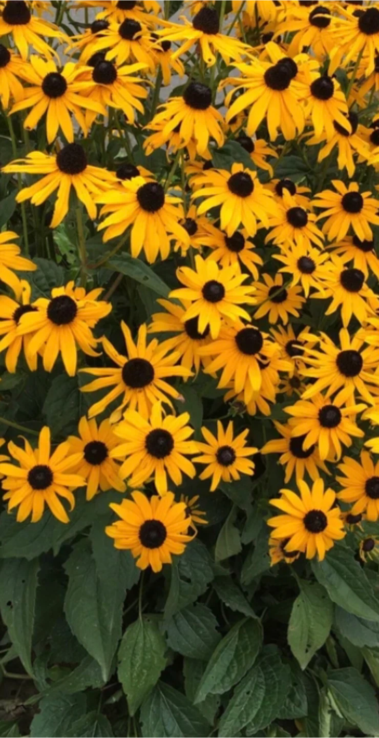 Free plants for seniors. - photo 4