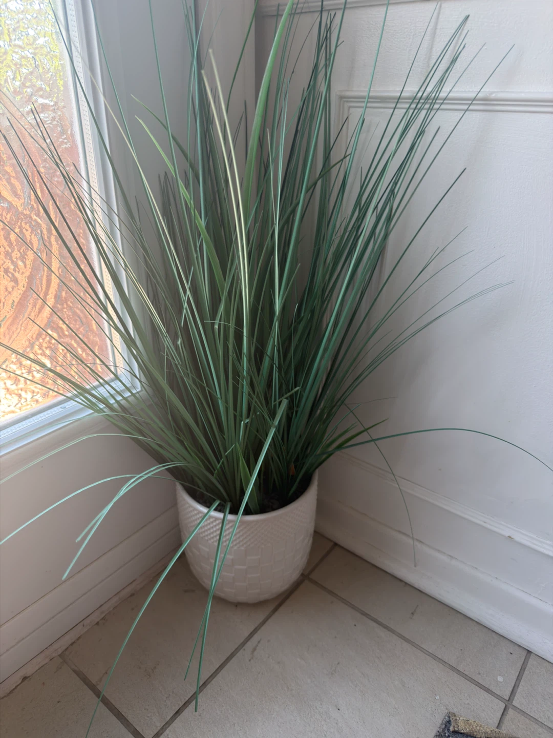 Plant w/ White Pot