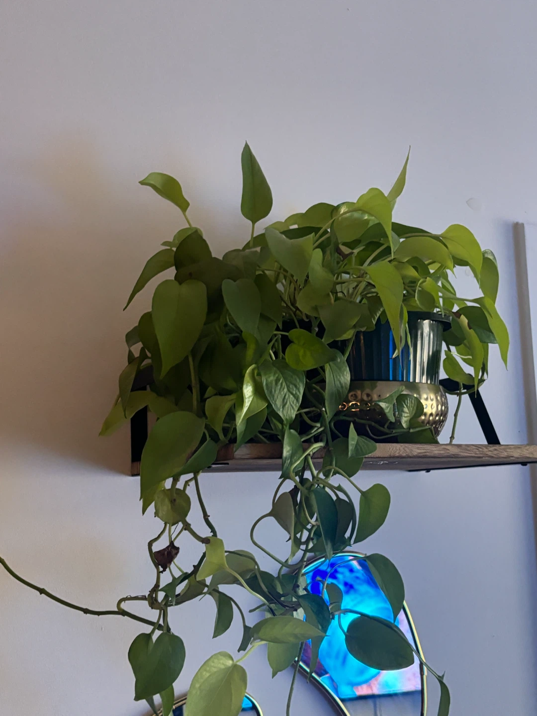 Pothos Plant in Decorative Pot