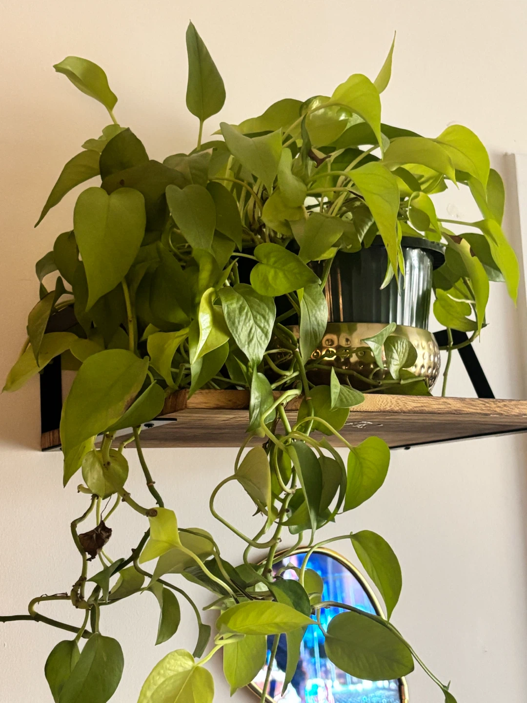 Pothos Plant in Decorative Pot - photo 2