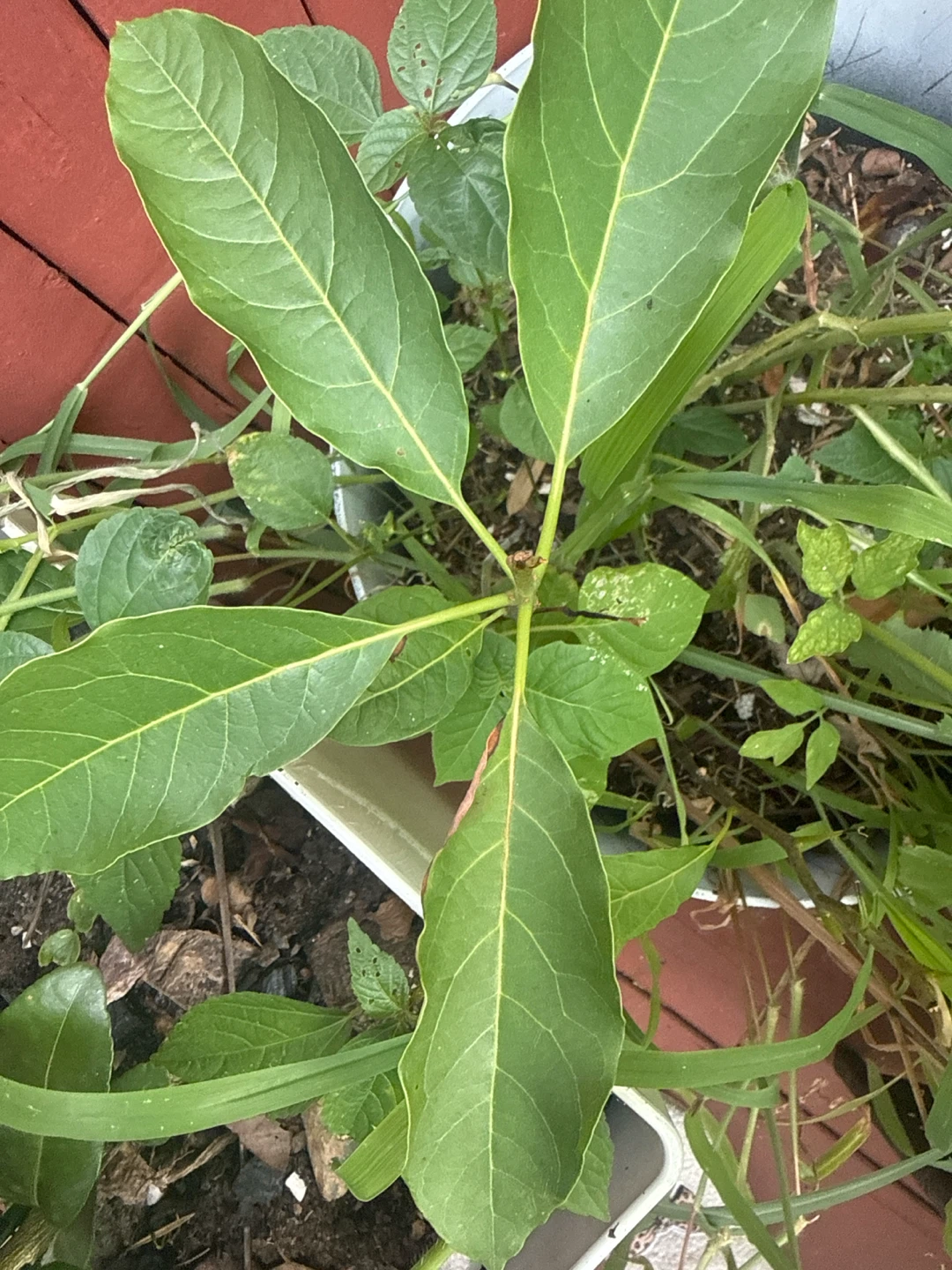 Avocado Plant