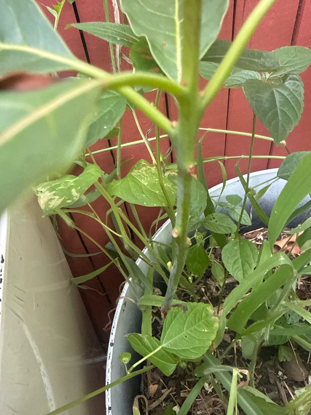 Avocado Plant - photo 2