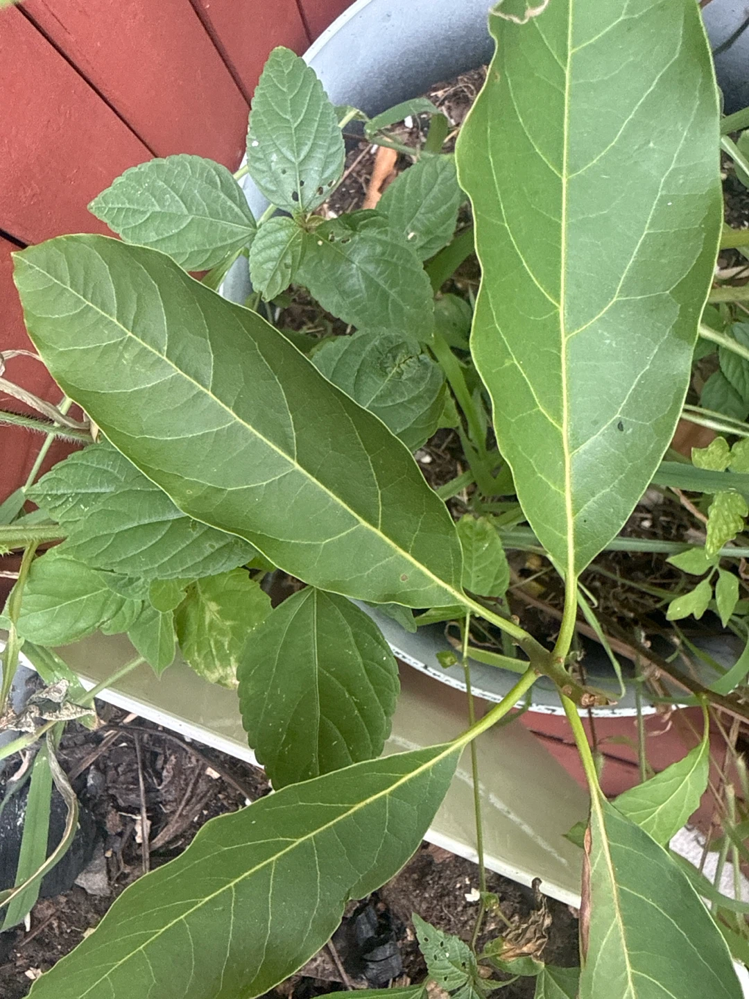 Avocado Plant - photo 3