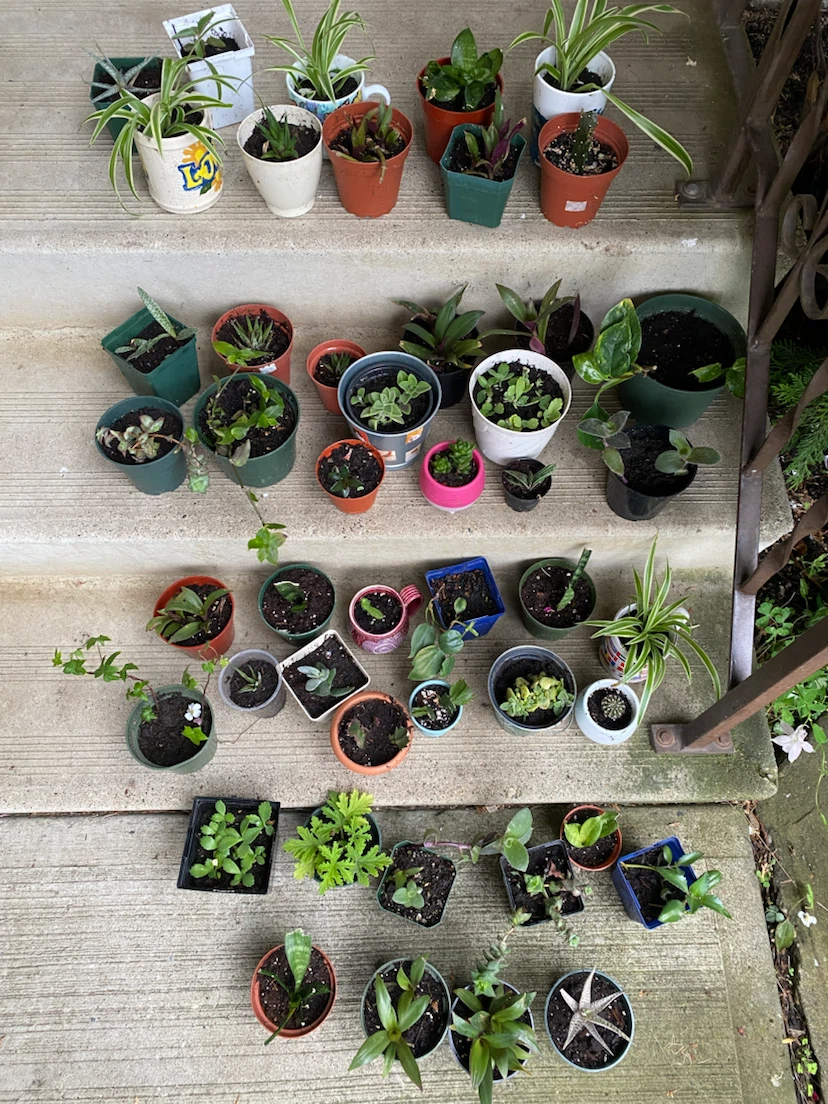Houseplants near WEM