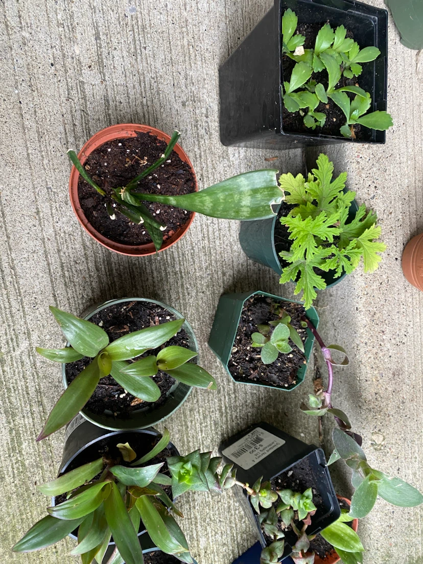 Houseplants near WEM - photo 2