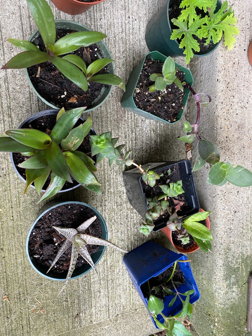 Houseplants near WEM - photo 3