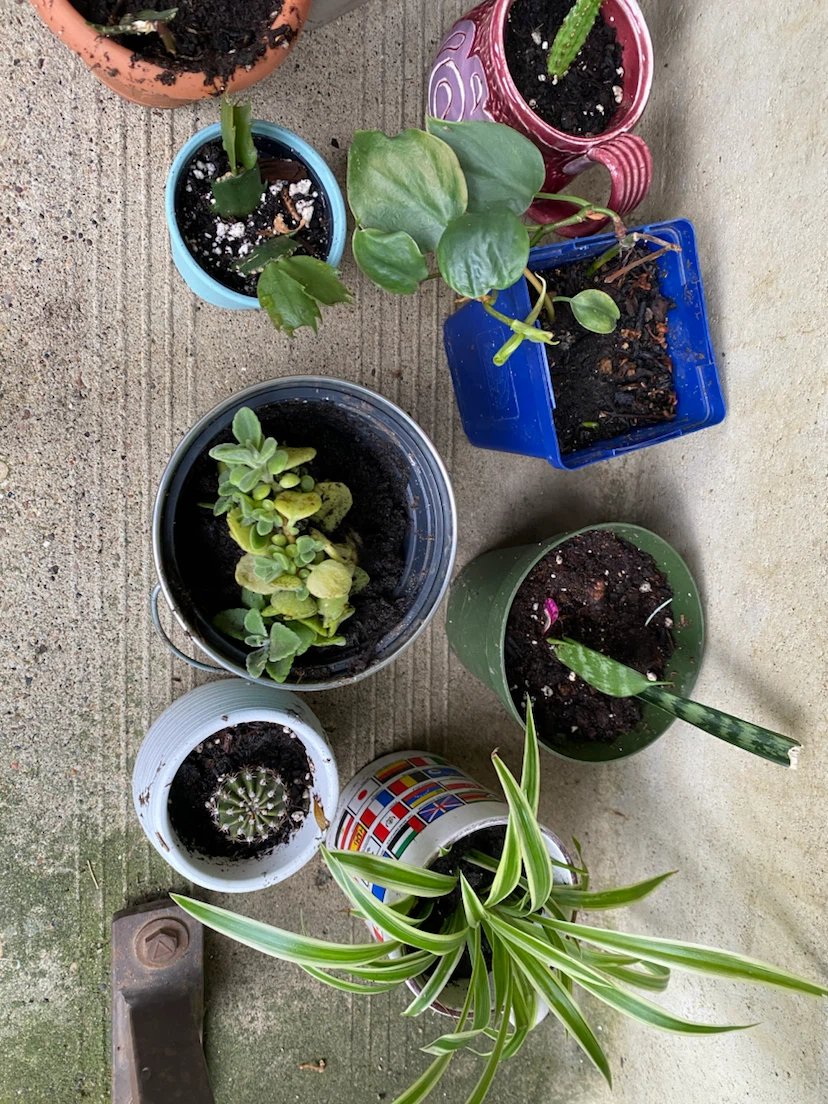 Houseplants near WEM - photo 4