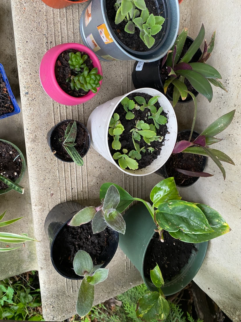 Houseplants near WEM - photo 5