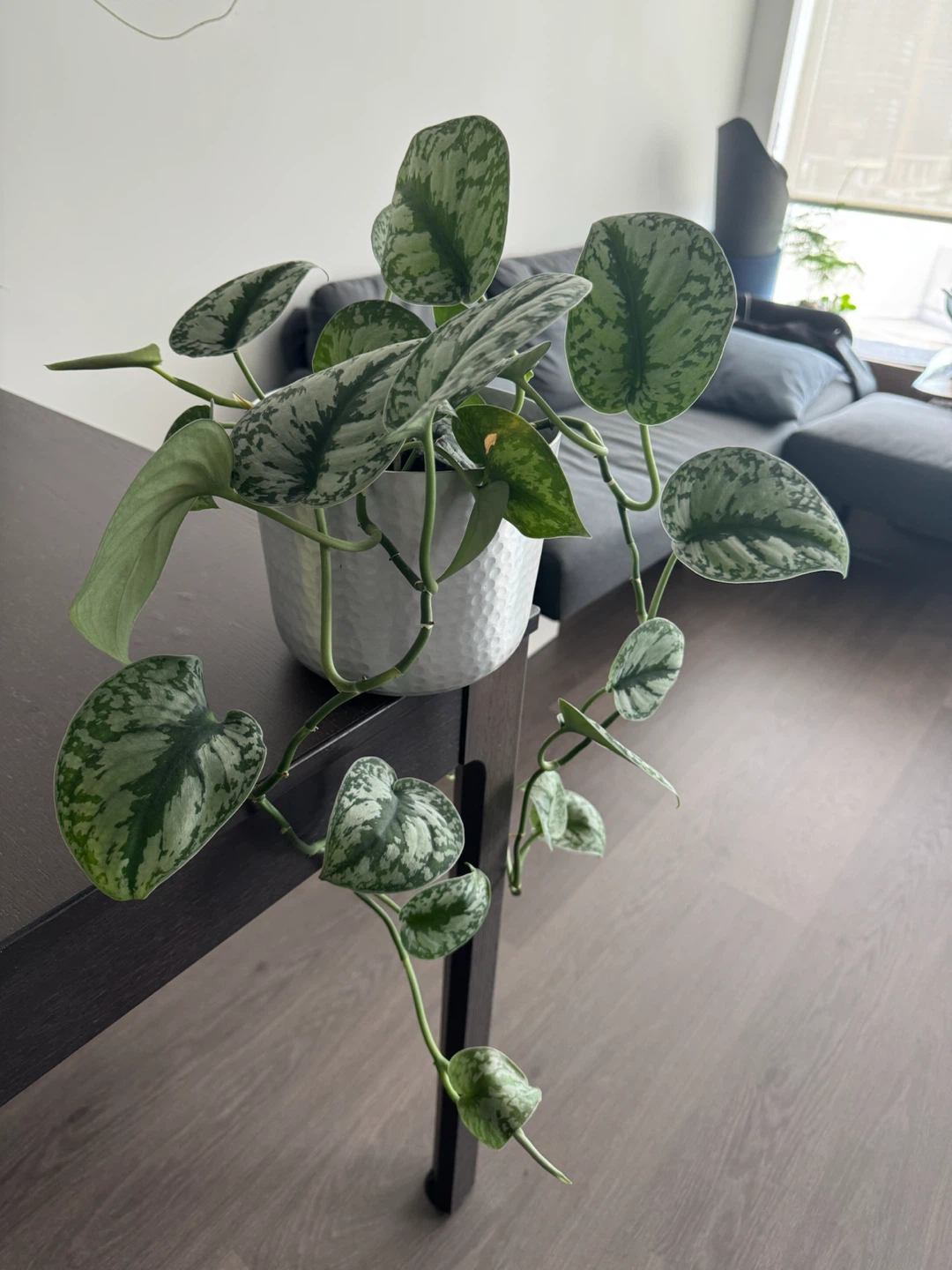 Scindapsus Pictus Exotica Plant in sliver pot